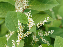 (Reynoutria Japonica) Renouée Du Japon Plante Ornementale Mais Envahissante à Floraison Spectaculaire En épis