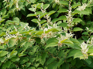 Wall Mural - Renoutria ou fallopia japonica, renouée du Japon ou renouée à grandes feuilles pointues et floraison en épis dressés spectaculaire 