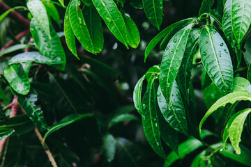 Wall Mural - Green leaf of Maprang fruit on tree with water after raining.