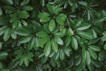 Wall Mural - green leaves background