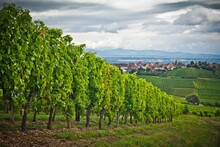 Dark Clouds Over A Vineyard Near Riquewihr, Alsace (ACAL), France. A Beautiful Landscape With Red Tiled Roof Houses And Hills Far Away. Growing Grape In A Row
