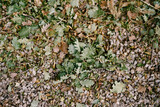Fototapeta Kwiaty - Oak leaves are green on the ground with small stones.
