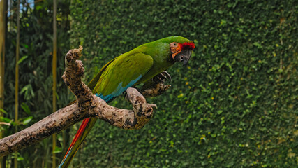 Wall Mural - Parrot green ara with green feathers in the usual habitat with green grass