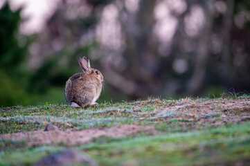 rabbit sitting and warming up from a cold night