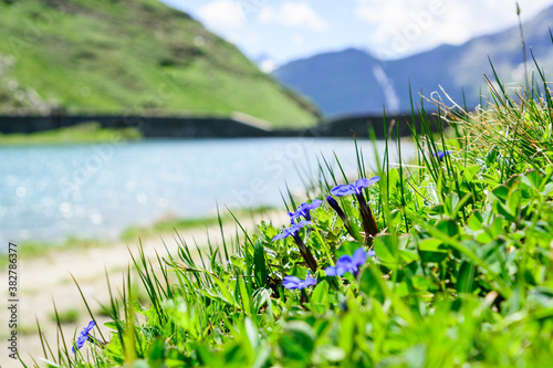 Cuadros en Lienzo Blauer Enzian, unscharfen Hintergrund der Nassfeld Grossglockner
