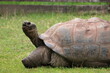 Lonely giant turtle in zoo in prag in czech in spring on holiday.