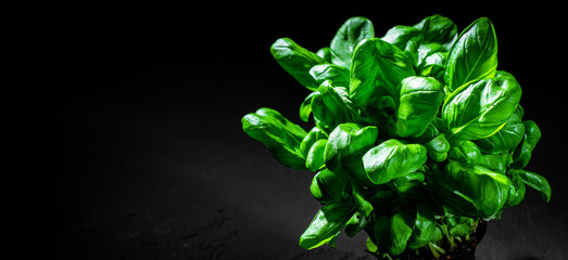 Fresh green basil leaves on dark black background