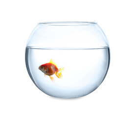 Wall Mural - Beautiful bright small goldfish in round glass aquarium isolated on white