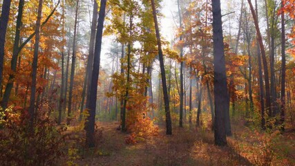 Aufkleber - Walk through the magnificent autumn forest. Golden tree leaves in the rays of the setting sun. Autumn in the park, gimbal shot, 4K