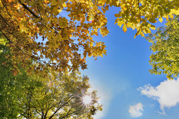 Wall Mural - beautiful and colorful foliage of various trees on blue sky