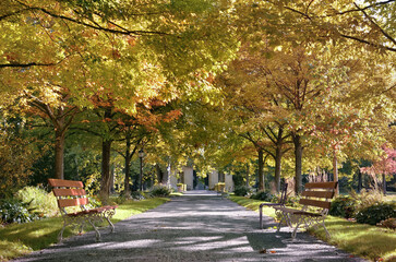 Wall Mural - benches in an alley in a beautiful public park borded by colorful foliage of trees in autumn