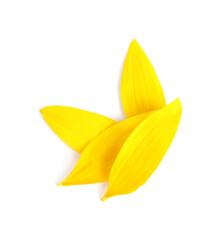 Sticker - Fresh yellow sunflower petals isolated on white, top view