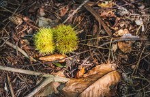 Fresh Green Chestnuts In Sheel With Thorns On Forest Floor In Autumn.