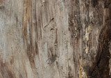 Fototapeta Desenie - old wood texture as a background