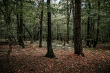 Fototapeta Na ścianę - trees in the forest