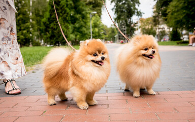 Portrait of cute two pomeranian dogs at the park.