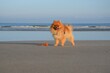 © Godi - Pomeranian Beach 2