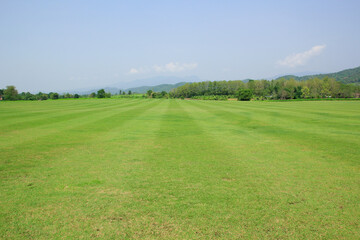 green grass and blue sky