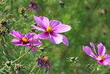Fototapeta Krajobraz - Beautiful Flowers in the Park