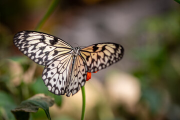 insect macro butterfly closeup wing nature flower green background wildlife