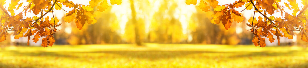yellow fall leaves of trees