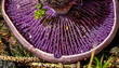 LEPISTA NUDA violetter Rötelritterling nahaufnahme der lamellen nach dem regen mit runden wassertropfen zwischen drinnen. 