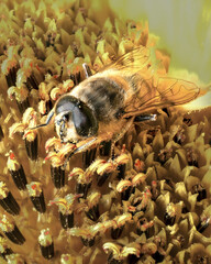 Canvas Print - a young yellow bee eats on a yellow sunflower