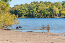 Blue Heron Standing On Sandy Beach At Edge Of Lake In Park Near 'Swimming Prohibited' Sign