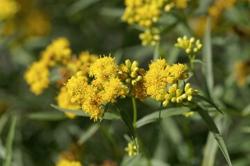 Wall Mural - Flower of a grass-leaved goldenrod, Euthamia graminifolia