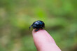 Close-up of a black forest beetle on a human finger