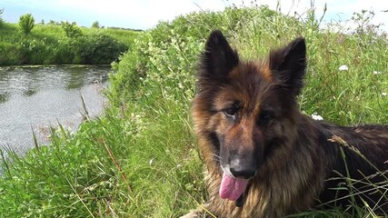 Wall Mural - German shepherd dog lies on the bank of the river with his tongue out and looks into the camera.