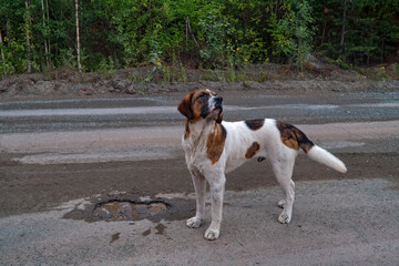 Wall Mural - Portrait of a purebred homeless dog standing on the asphalt sidewalk.