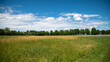 © GlobalMedia - Mowing path among plants, large trees alley in the background, blue sky, white clouds, sunny