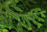Fototapeta  - A green branch of a common yew