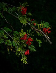 Wall Mural - forest