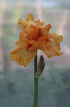 Opened Orange Iris Flower.