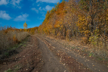 road in autumn