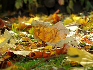 Wall Mural - Beautiful landscape of autumn leaves in nature close up