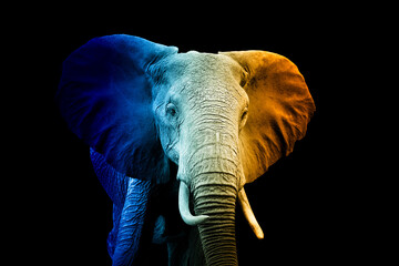 Wall Mural - portrait of elephant in a hot and cold shade