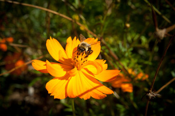 Bee collecting pollen from cosmos flower in the sunshine