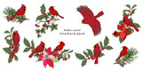 Fototapeta Konie - Northern cardinal birds and Christmas plants set
