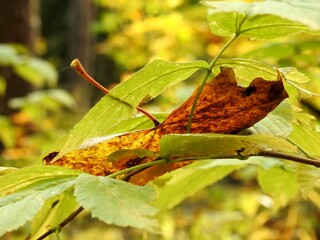 Wall Mural - Beautiful landscape of autumn leaves in nature close up