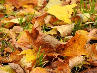 Wall Mural - Beautiful landscape of autumn leaves in nature close up