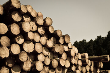 Wall Mural - Wood Pile