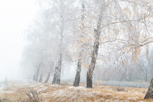 Scenic Golden Colored Autumn Birch Tree Alley Near Road With Yellow Leaves And Dry Frozen Grass Covered By First Hoar Frost Snow And Morning Fog Mist. Beautiful November Nature Outdoor Background