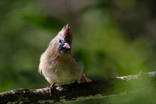 A Female Northern Cardinal Perched On A Tree Branch