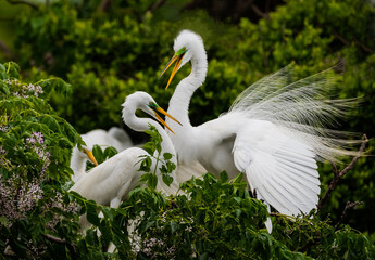 great egret couple in love with beautiful breeding plumage
