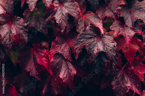 Cuadros en Lienzo Bright red leaves of wild grapes or ivy leaves on brick wall
