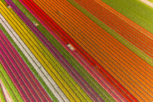Aerial View Of Beautiful Tulip Fields, Netherlands