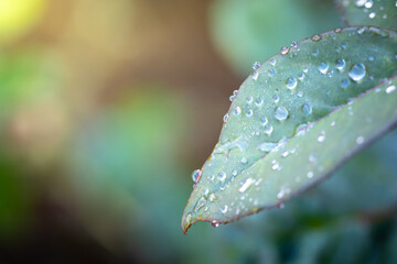 Wall Mural - Close Up green leaf under sunlight in the garden. Natural background with copy space.